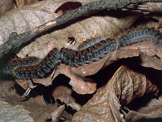 picture of caterpillars